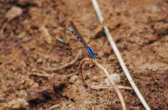 Argia serva