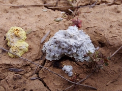 Squamarina lentigera