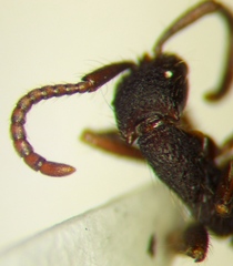 Neivamyrmex cornutus