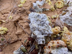 Squamarina lentigera