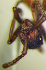 Neivamyrmex cornutus