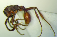 Neivamyrmex cornutus