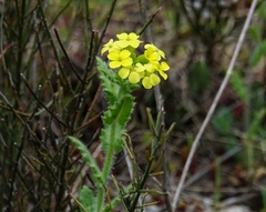 Biscutella cichoriifolia