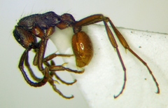 Neivamyrmex cornutus