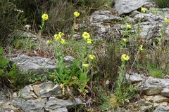 Biscutella cichoriifolia