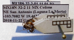 Neivamyrmex cornutus