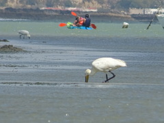 Platalea leucorodia