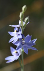 Thelymitra paludosa
