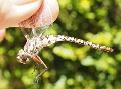 Gomphaeschna antilope