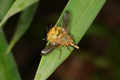 Adejeania