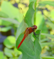 Rhodothemis rufa