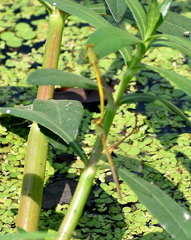 Ceriagrion coromandelianum