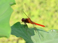Rhodothemis rufa