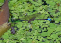 Ischnura senegalensis