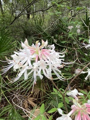 Rhododendron canescens image