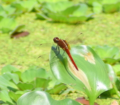 Rhodothemis rufa