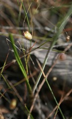 Thelymitra paludosa