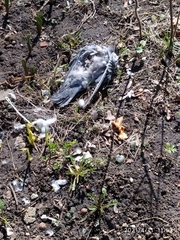 Columba livia domestica