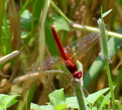 Crocothemis servilia