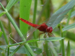 Crocothemis servilia