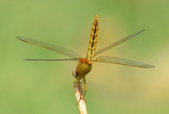 Crocothemis servilia