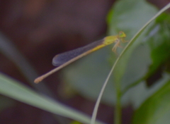 Ceriagrion coromandelianum