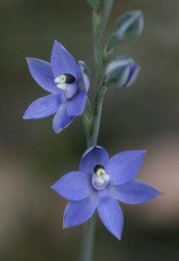 Thelymitra paludosa