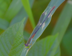 Ceriagrion cerinorubellum