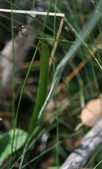 Thelymitra paludosa