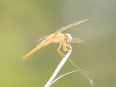 Crocothemis servilia