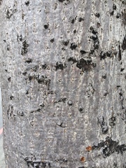 Bombax ceiba