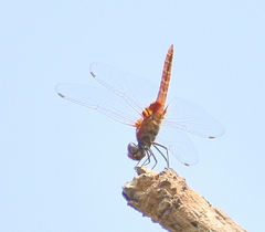 Urothemis signata