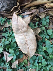 Bombax ceiba