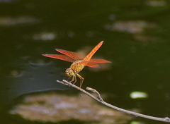 Brachythemis contaminata