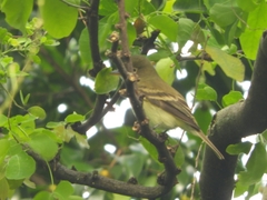 Empidonax virescens