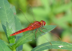 Crocothemis servilia
