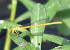 Ceriagrion coromandelianum