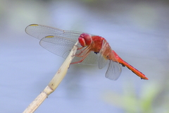 Crocothemis servilia