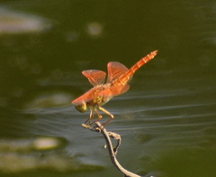 Brachythemis contaminata