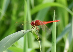 Crocothemis servilia