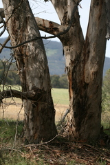 Eucalyptus diversicolor