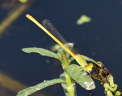 Ceriagrion coromandelianum