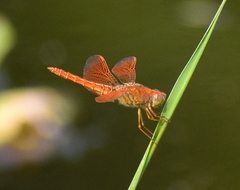 Brachythemis contaminata