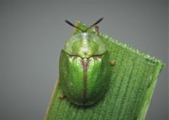 Cassida stigmatica