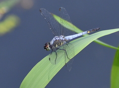 Brachydiplax sobrina