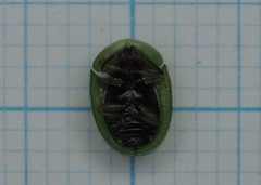 Cassida stigmatica