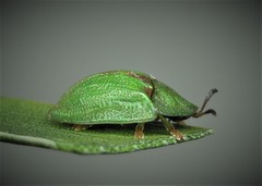 Cassida stigmatica
