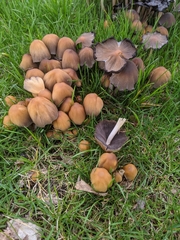 Psathyrellaceae