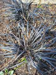 Ophiopogon planiscapus