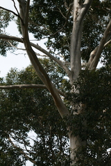 Eucalyptus diversicolor
